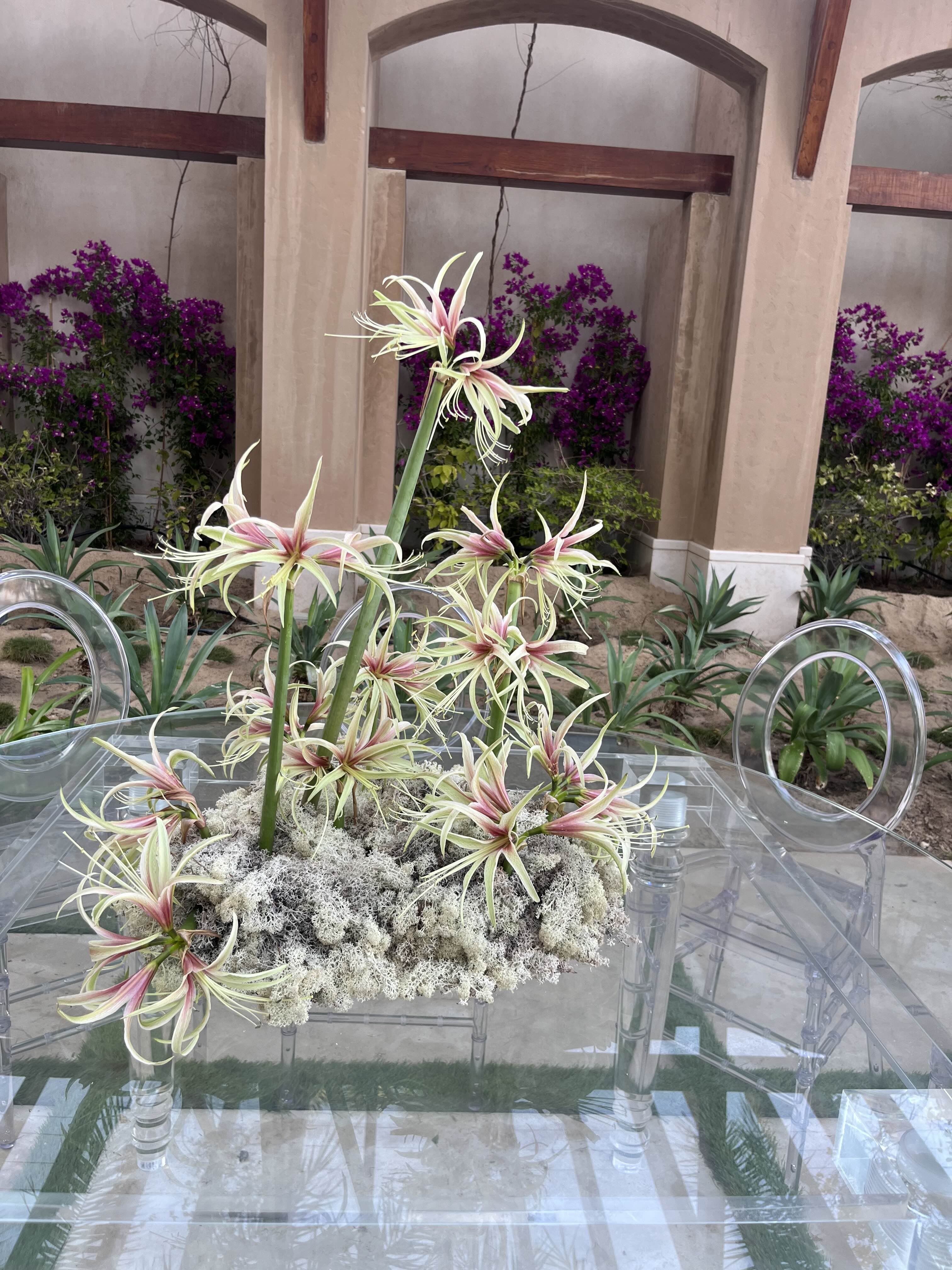 Pino Flowers promo