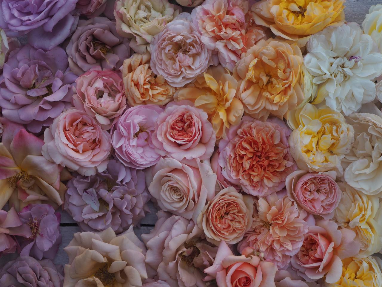 Pino Flowers promo